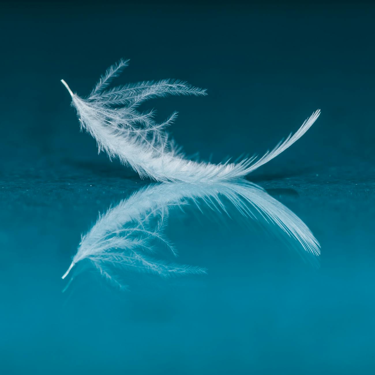 A white feather curves up on both ends demonstrating its lightness on a blue background with a reflection of the feather directly beneath it