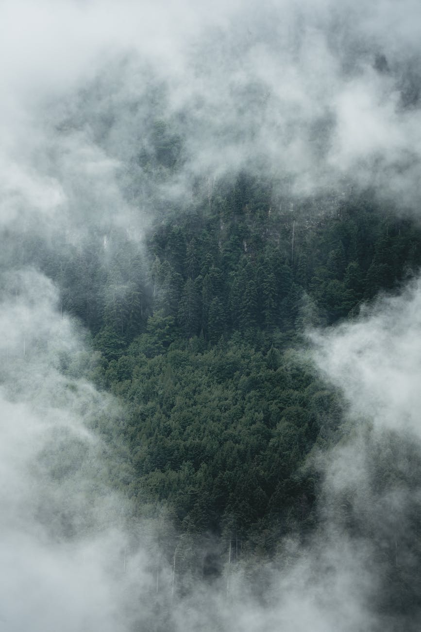 Fog surrounds a bird's eye view of a clearing that reveals darkened tree tops