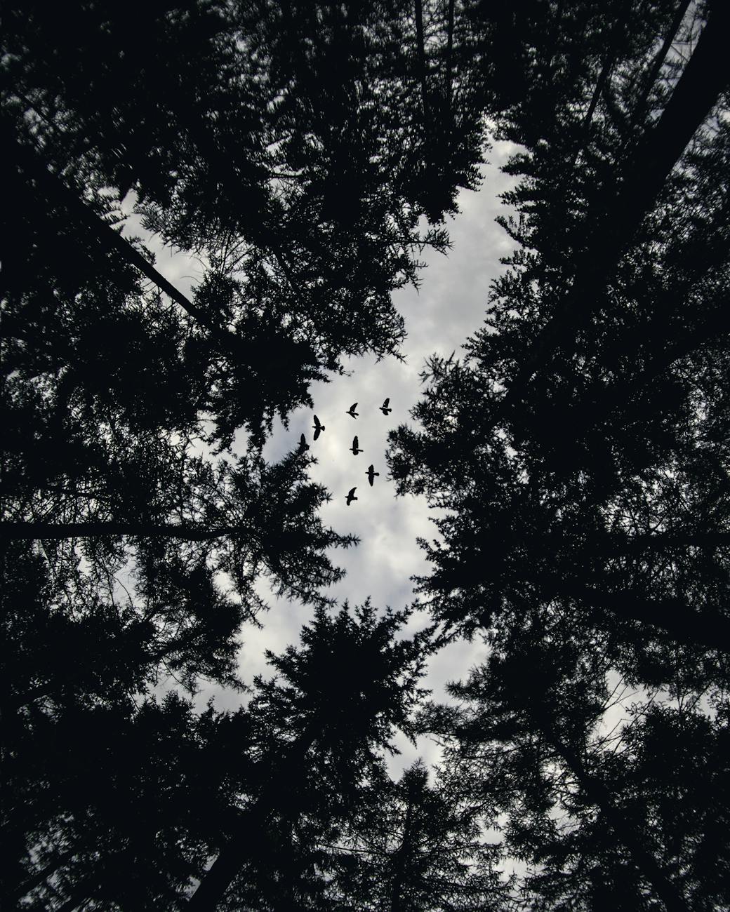A dark forest view from below of pines rising into a cloudy sky with 6 large birds flying over between the tree tops