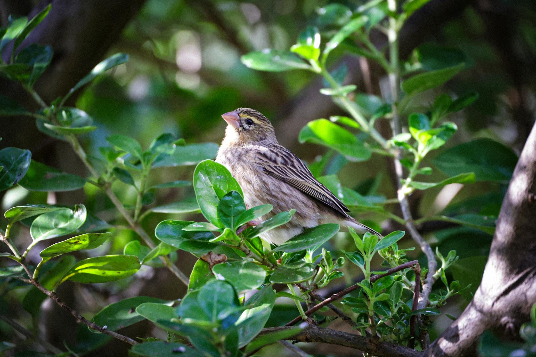 A small bird surrounded sunlight and shadows in the leaves and branches of a tree 